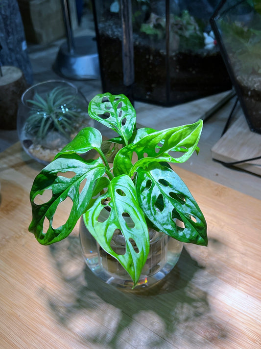 Monstera in Round Water Based Glass