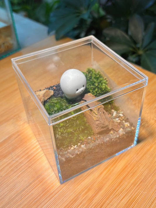 Indoor Plant in Box Terrarium 🐶