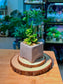 Jade Plant (玉树) Crassula Ovata in Textured Matte Ceramic Pot