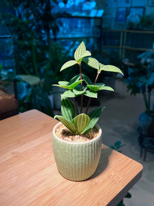 Peperomia in Lime Green Ceramic Pot