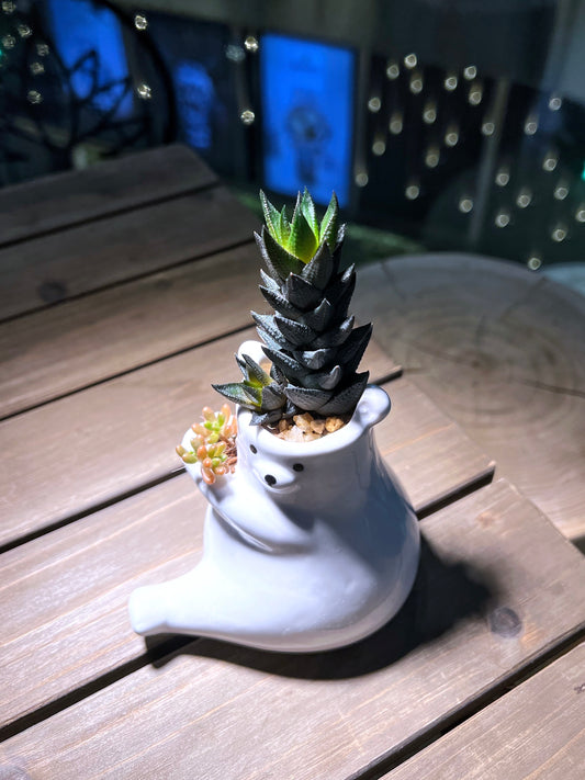 Haworthia & Succulent Arrangement in Cutie Bear Pot