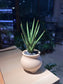 Sansevieria Francissi (Snake Plant) in Milky White Ceramic Pot
