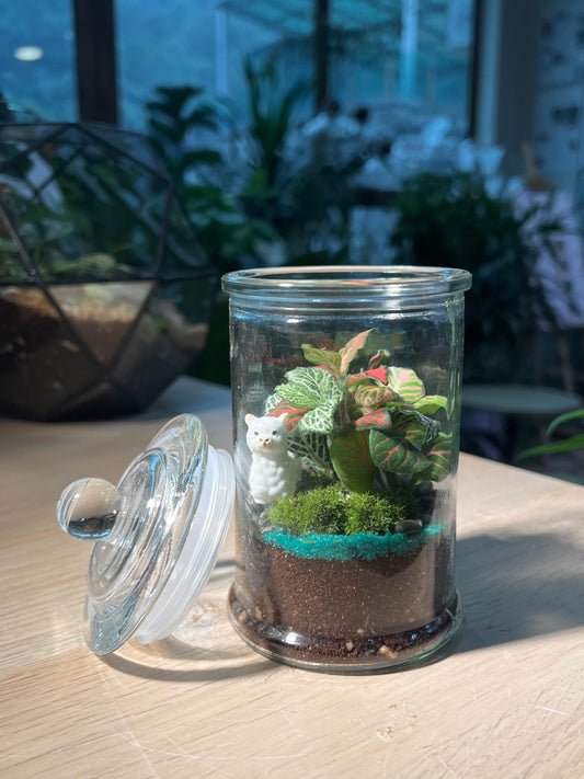 Indoor Plant Terrarium in Glass Jar (M)