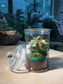 Indoor Plant Terrarium in Glass Jar (M)