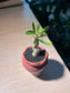 Adenium in Red Ceramic Pot