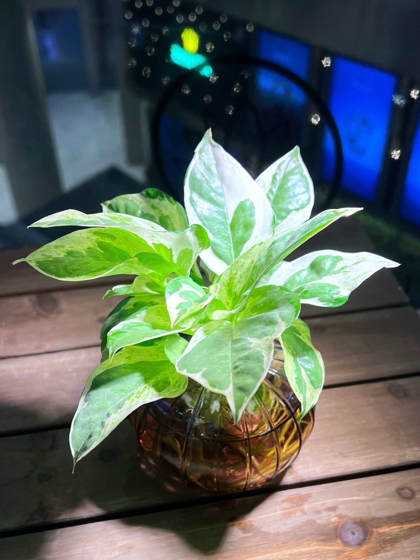 Golden Pothos in Transparent Water Based Glass