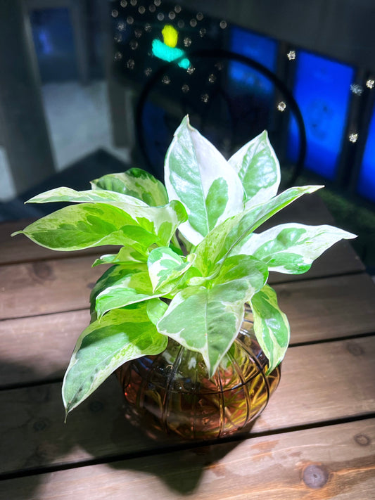 Golden Pothos in Transparent Water Based Glass