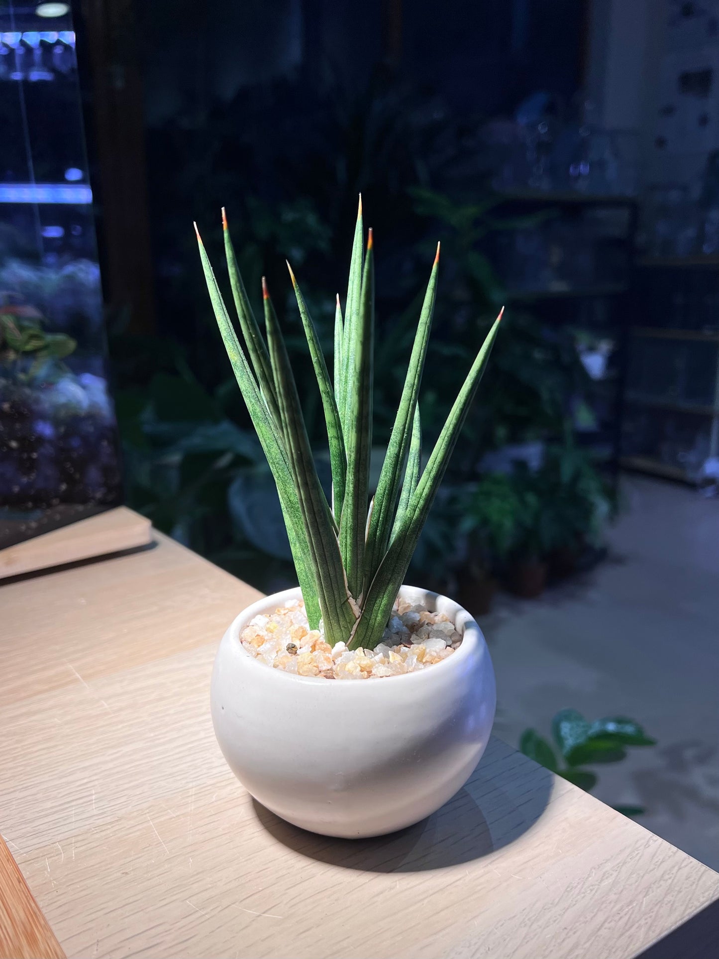Sansevieria Francisii in Round Ceramic Pot