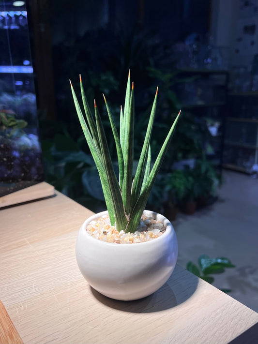 Sansevieria Francisii in Round Ceramic Pot
