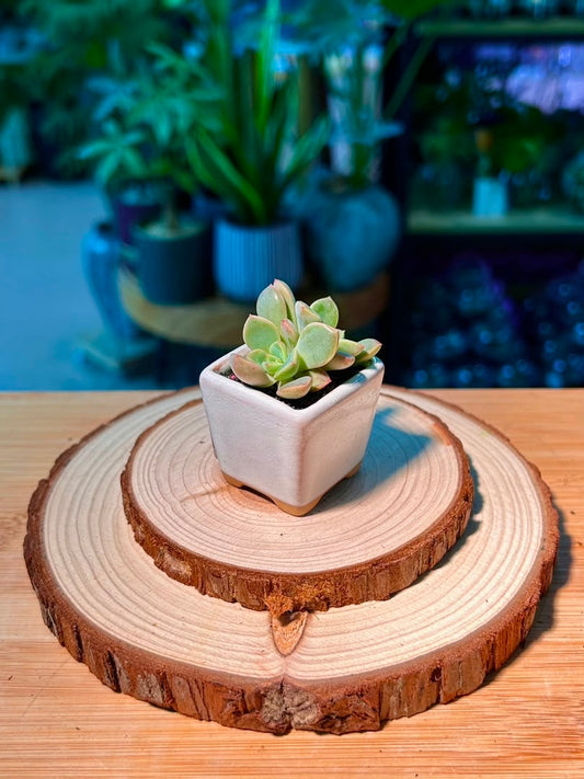 Echeveria (ζη³θ²θ±) in White Glazed Ceramic Pot