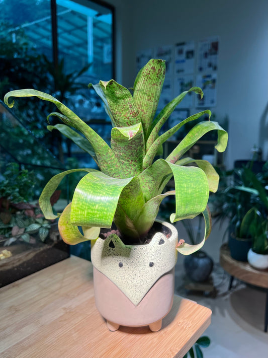 CNY Theme - Bromeliad in Fox Ceramic Pot