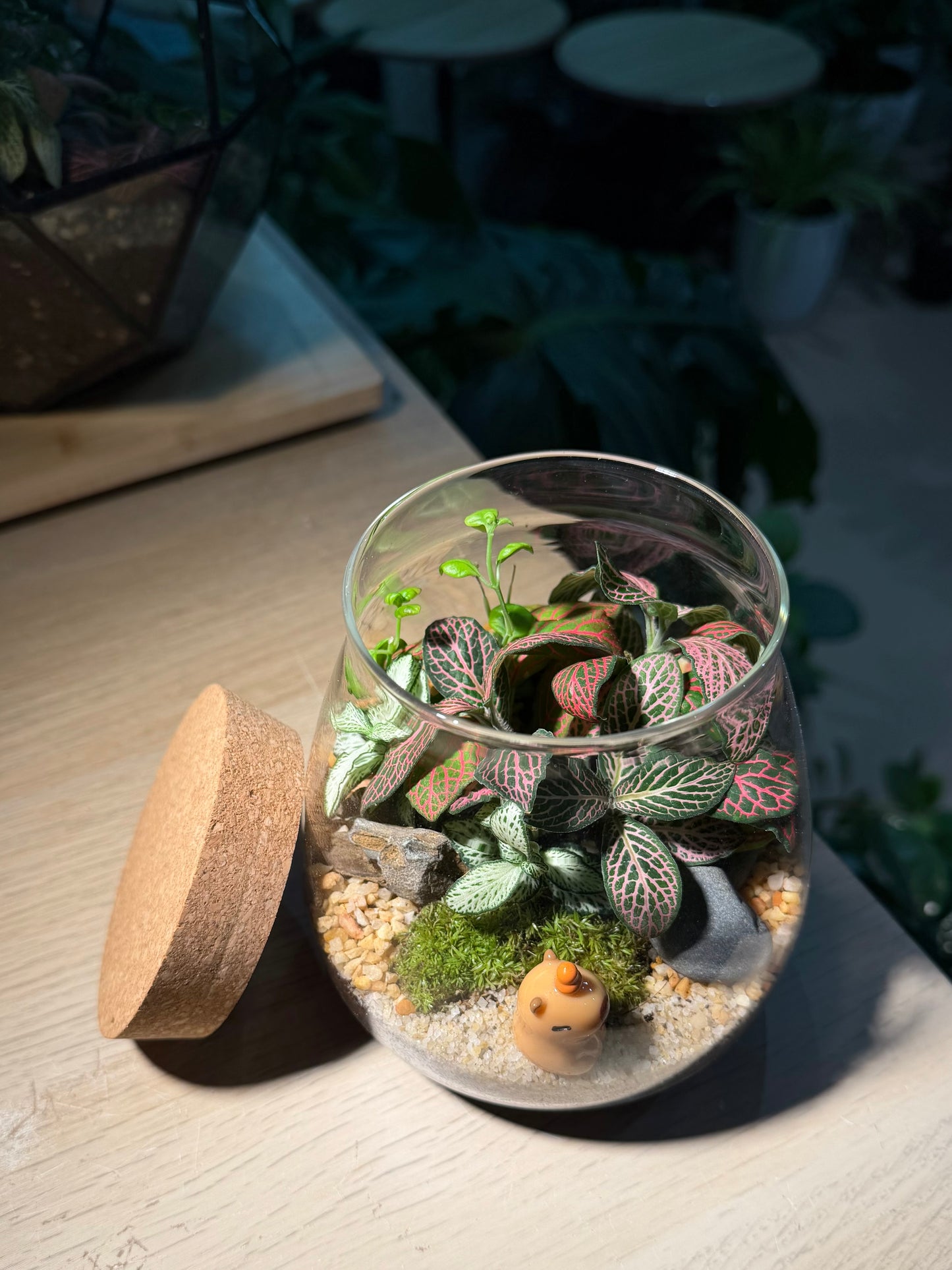 Fittonia with Moss (Indoor Plant) Arrangement in Water Drop Glass Terrarium (S)