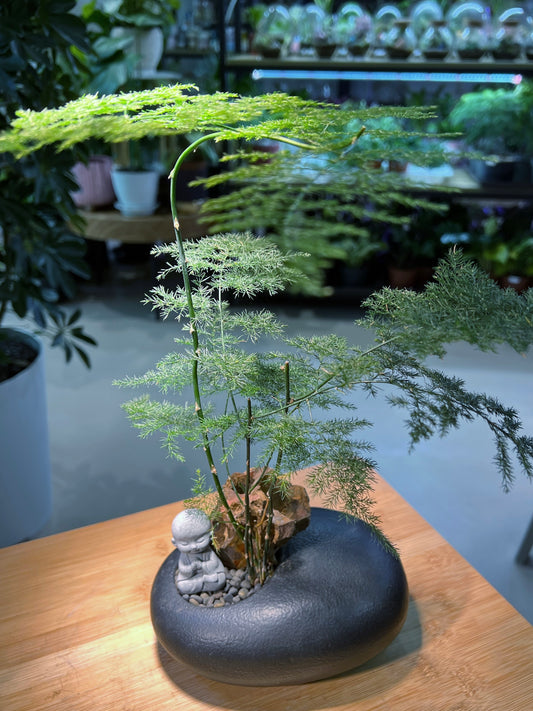 Asparagus Fern with 🧘 in Irregular Blackish Stone Ceramic Pot