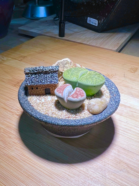 Lithops in Saucer Plate Pot