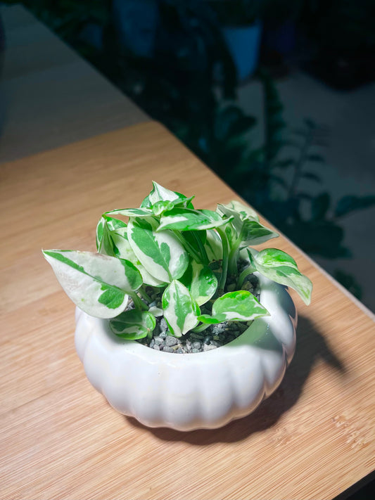 Pothos Njoy (绿萝) in Pumpkin Designed Ceramic Pot