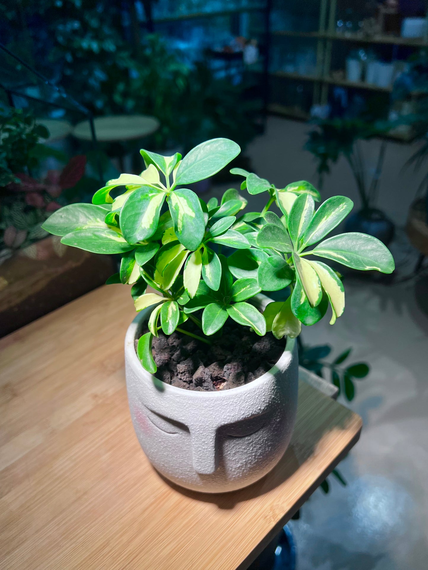 Dwarf Umbrella Tree in Face Designed Ceramic Pot