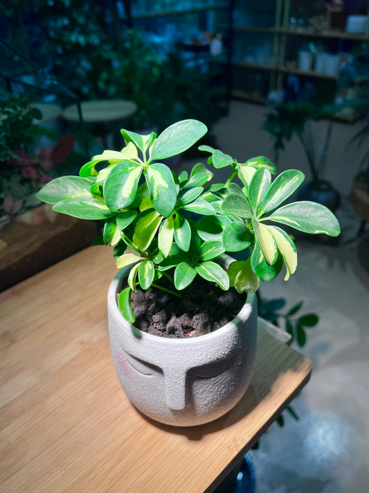 Dwarf Umbrella Tree in Face Designed Ceramic Pot