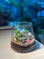 Succulent Arrangement in Fuji Glass Terrarium