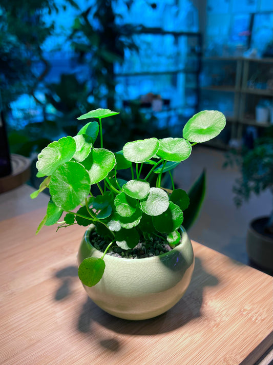 Hydrocotyle Vulgaris in Light Green Ceramic Pot