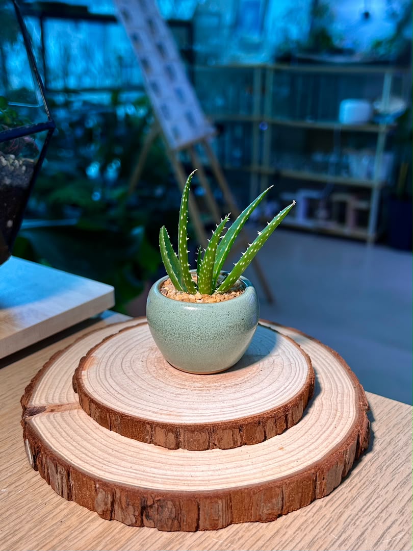 Baby Aloe Vera (芦荟) Haworthia in Textured Ceramic Pot
