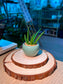 Baby Aloe Vera (芦荟) Haworthia in Textured Ceramic Pot