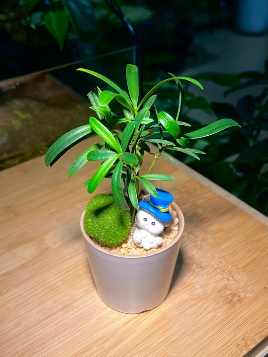 Podocarpus with Decorative Moss in Light Grey Ceramic Pot