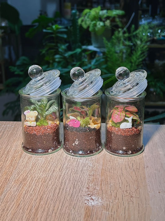 Door Gift - Indoor Plant Terrarium (网纹草) Fittonia in Glass Jar (S) (10pcs/set)