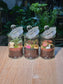 Door Gift - Indoor Plant Terrarium (网纹草) Fittonia in Glass Jar (S) (10pcs/set)