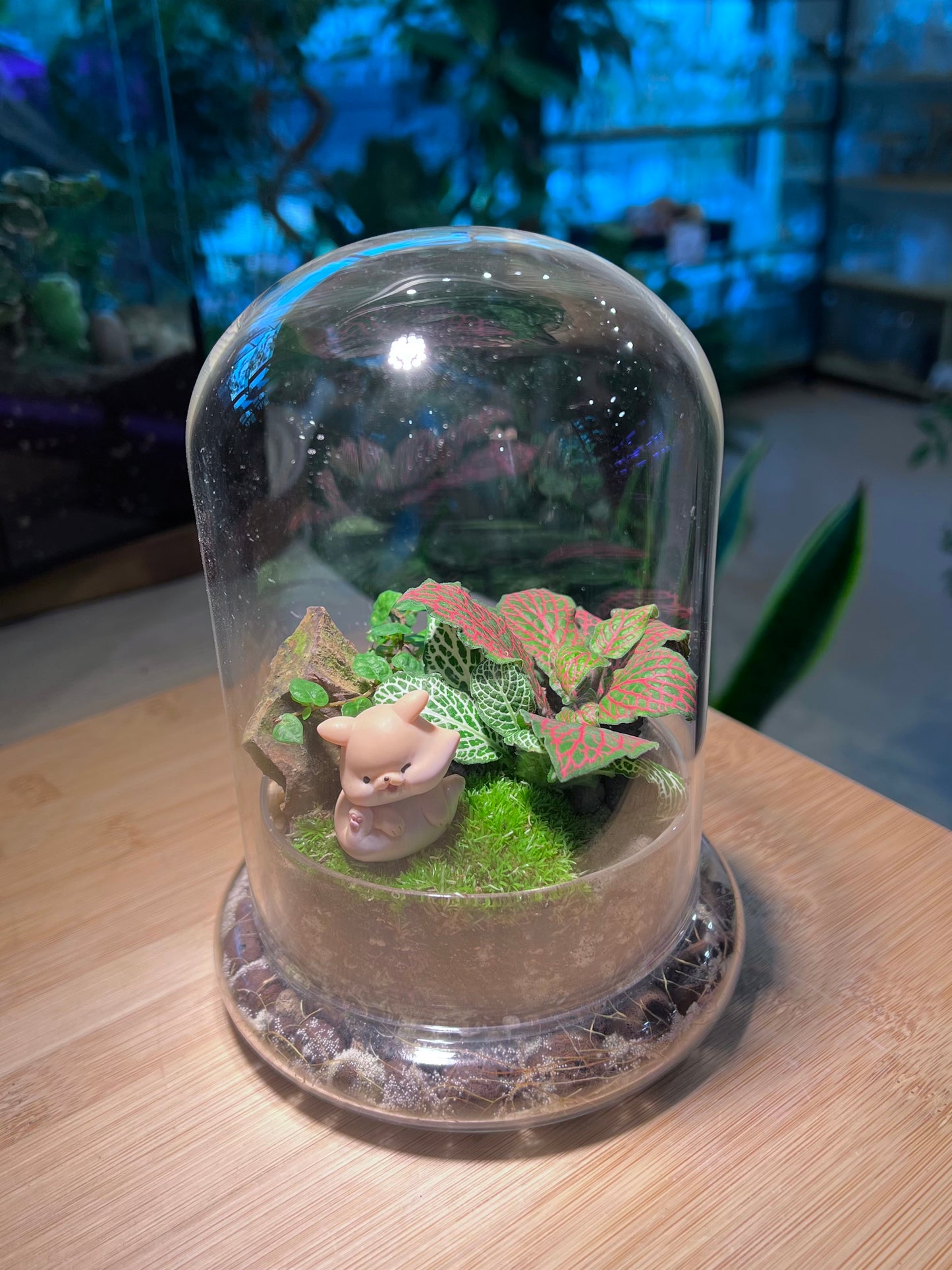 Fittonia and Ficus Pumila with Moss Arrangement in Bell Glass Terrarium (S)