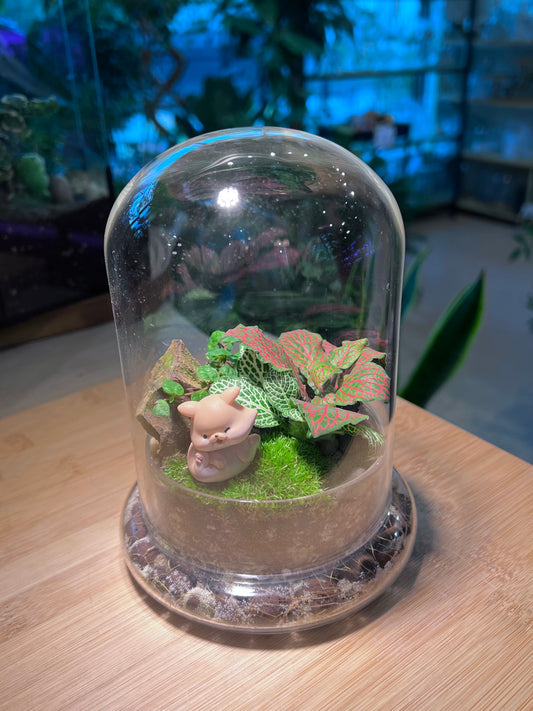 Fittonia and Ficus Pumila with Moss Arrangement in Bell Glass (S)