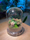 Fittonia and Ficus Pumila with Moss Arrangement in Bell Glass Terrarium (S)