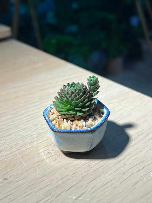 Rosularia Platyphylla in Sky Blue Ceramic Pot