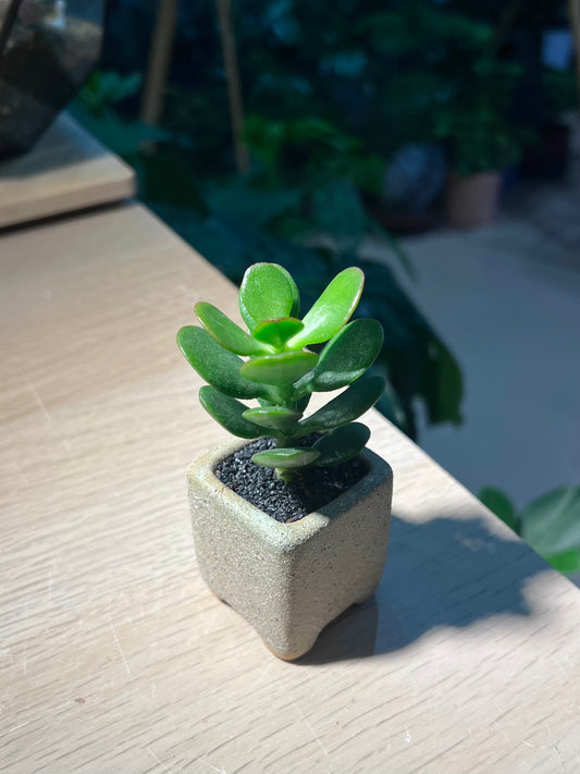 Jade Plant (Crassula) in Matt Textured Claypot