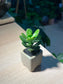 Jade Plant (Crassula) in Matt Textured Claypot