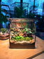 Indoor Plant Arrangement Pumila & Fittonia & Moss (薜荔 & 网纹草 & 苔藓) in Black Frame House (S)