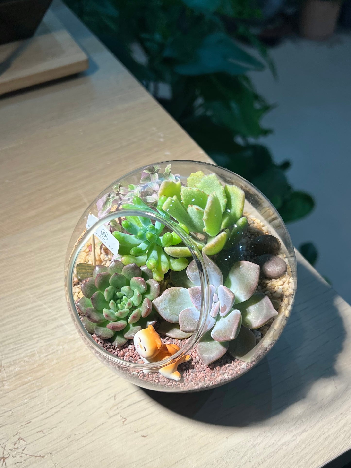 Succulent Terrarium in Round Glass (L)