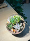 Succulent Terrarium in Round Glass (L)