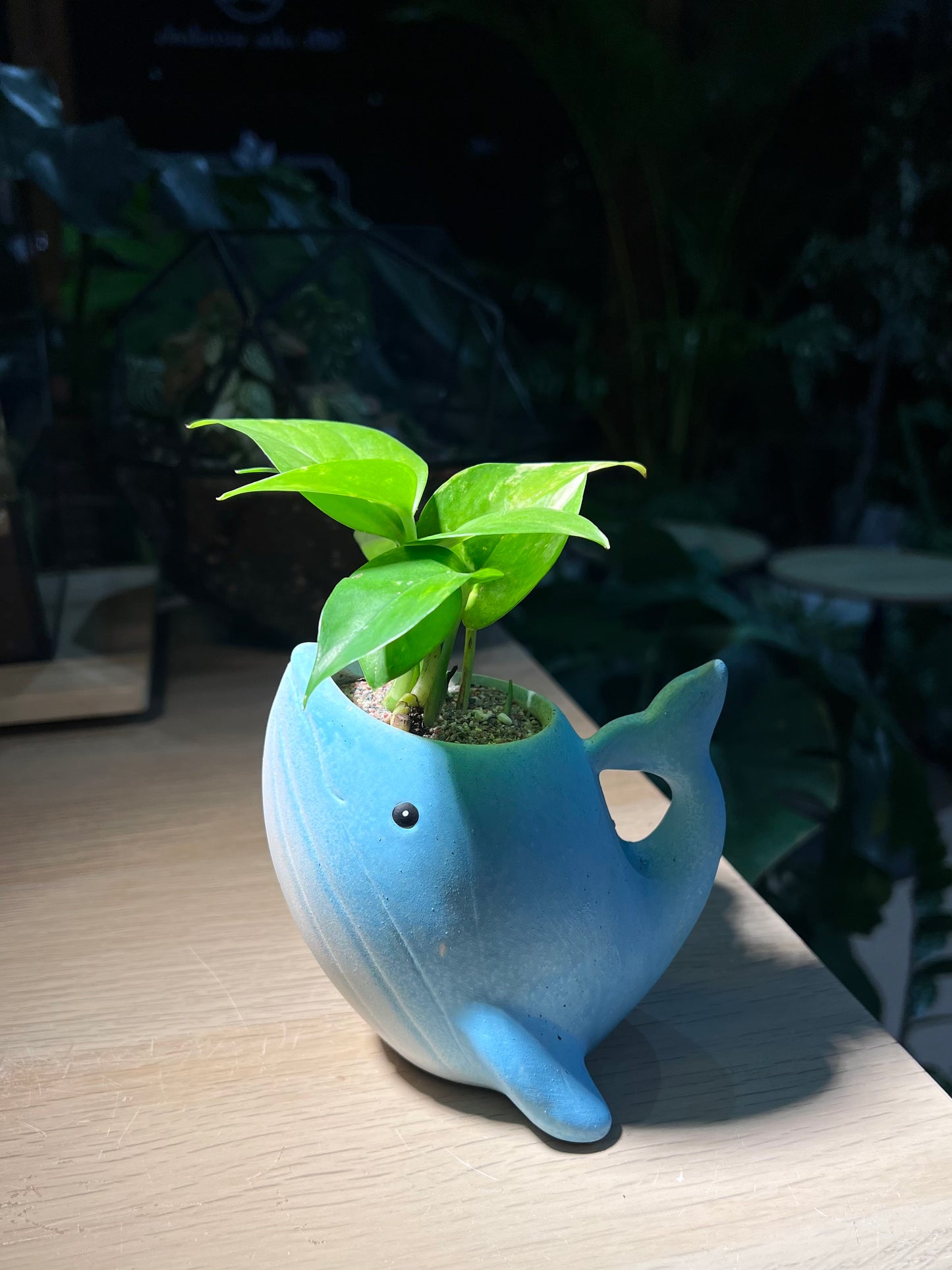 Pothos Njoy in Whale Pot