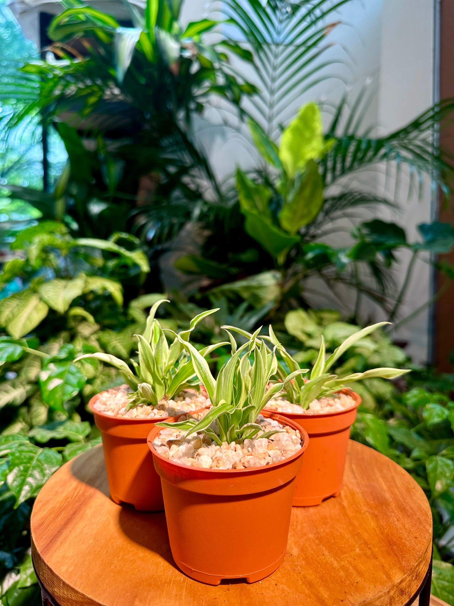 Chlorophytum comosum in Plastic Pot (aka Spider Plant)