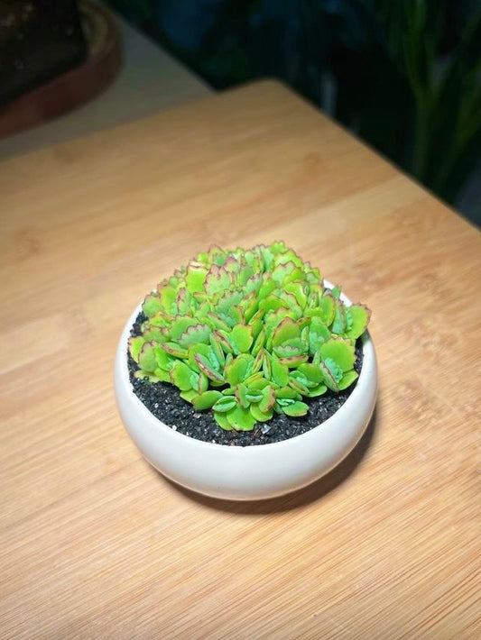 Kalanchoe in White Ceramic Pot