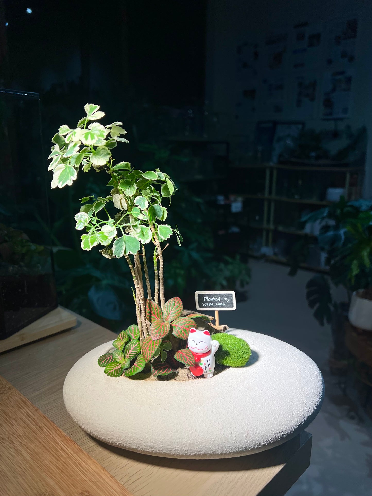 Fittonia and Polyscias Bonsai (Indoor Plant) Arrangement in White Stone Faux Pot