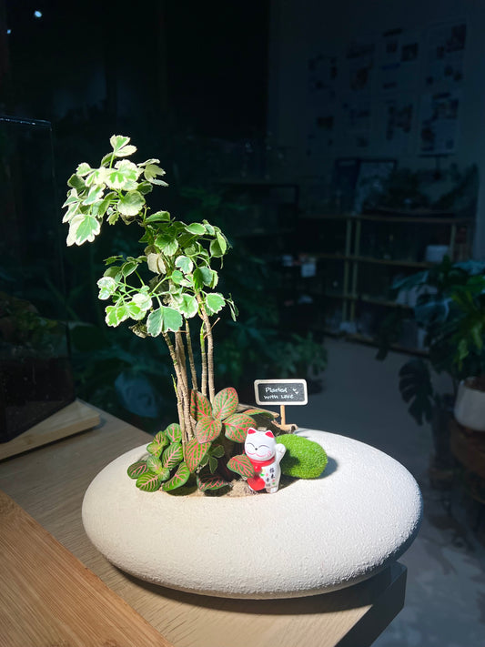 Fittonia and Polyscias Bonsai Arrangement in White Stone Faux Pot
