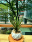 Sanseveria Fox Tails in White Designer Pot (aka Snack Plant)