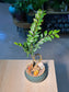 Small Leaved Ebony (黄杨叶柿) Diospyros Buxifolia in Green Glazed Ceramic Pot