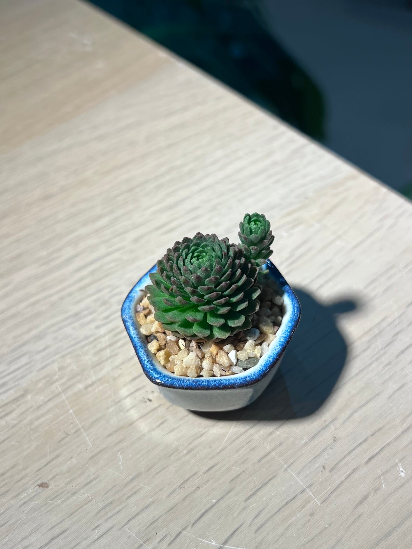 Rosularia Platyphylla in Sky Blue Ceramic Pot