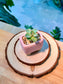 Echeveria Succulent in Pink Ceramic Pot