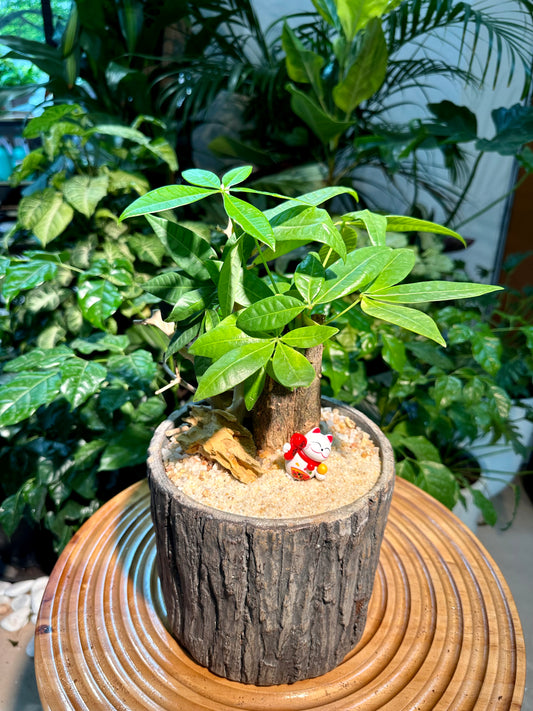 Pachira Aquatica in Tree Stump Deisgner Pot (aka Money Tree)