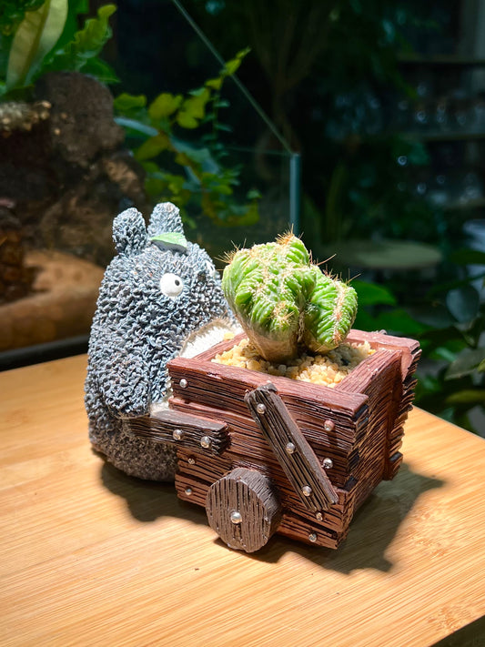 Cereus Repandus in Totoro Pot