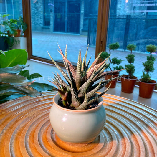 Fasciated Haworthia in Marble Designed Round Ceramic Pot