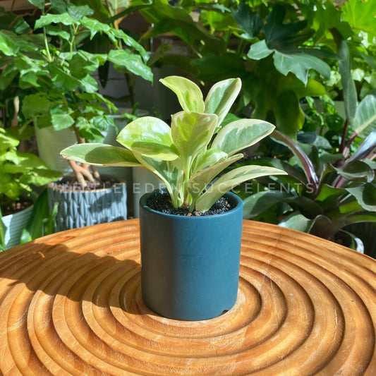 Peperomia Obtusifolia in Blue Ceramic Designer Pot